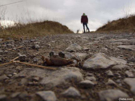 Frog on a road