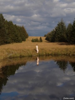 Woodland reflections