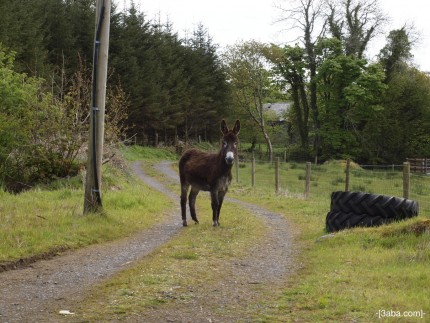 EL Sid on the drive in Ireland