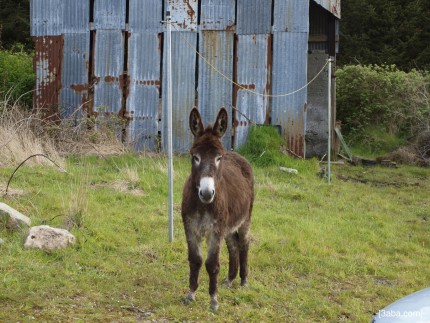 EL Sid, Donkey, Ireland