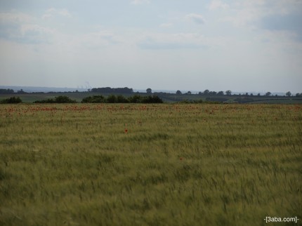 Poppy Field 3