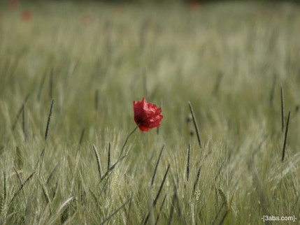 Poppy Field 2