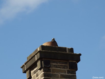 Bird on chimney