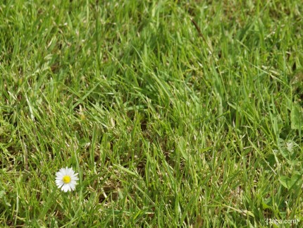 Daisy on grass