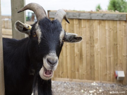 Goat at Keelham Farmshop