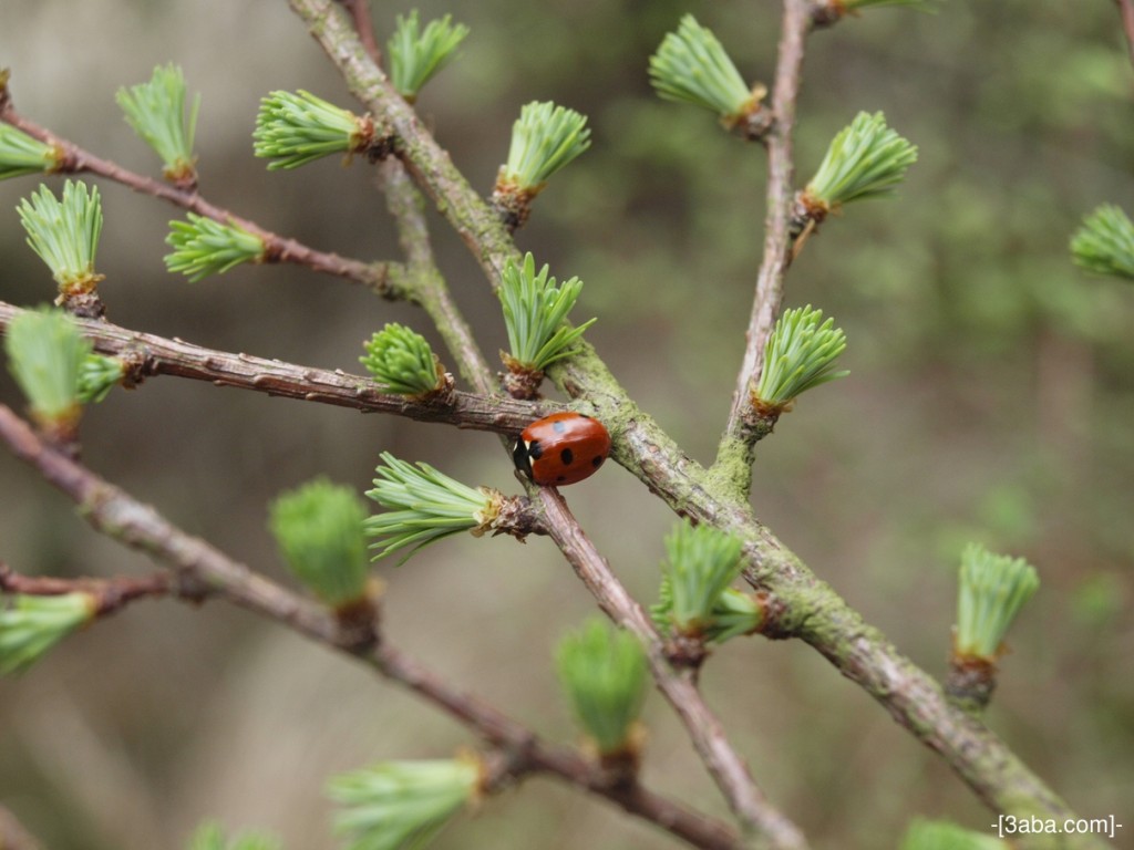 Lady Bird, Woods below Studley Pike