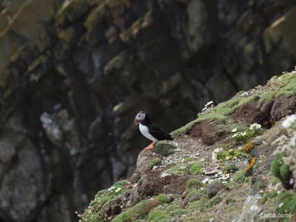 Puffin Sumburgh Head taken by Carol