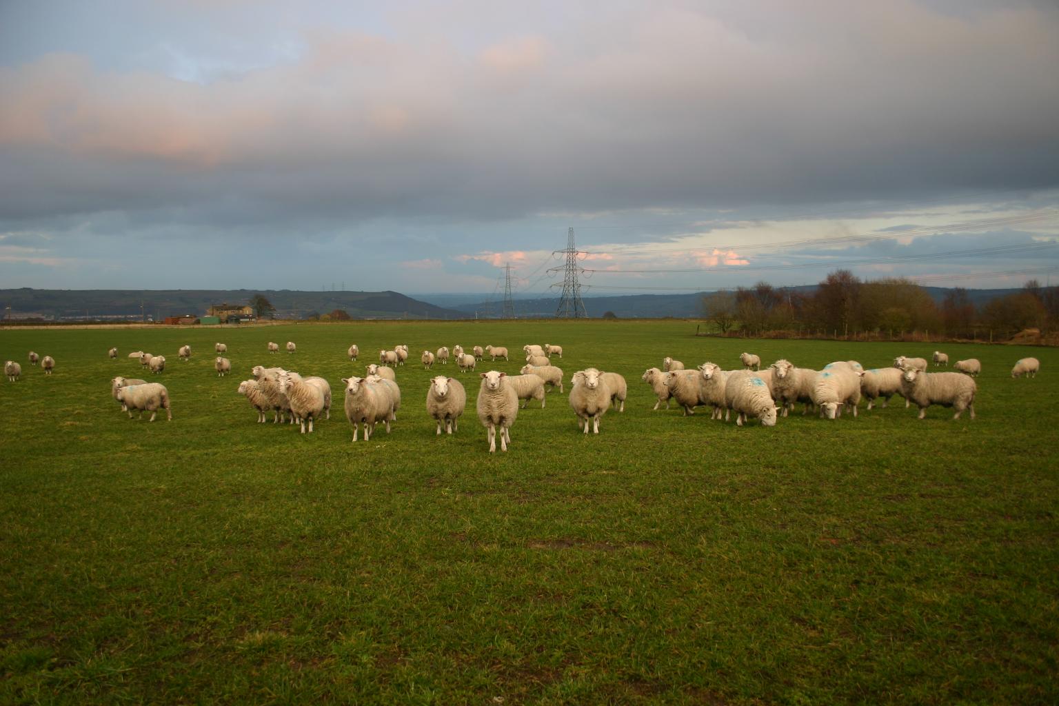 Yorkshire sheep