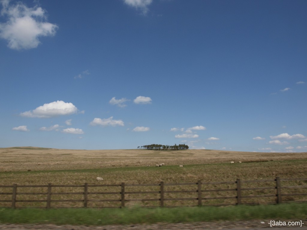 Sheep, Trees & Fence - on the way back