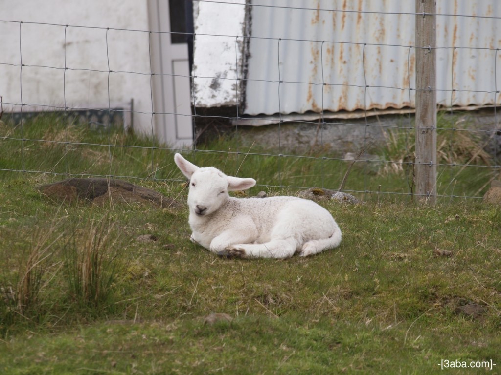 Sleepy Sheepy - Isle of Skye