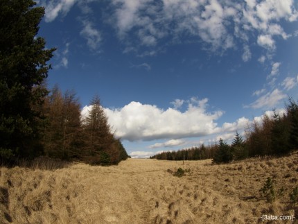 Stoodley Pike woods