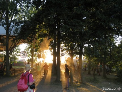 Sun through trees Glastonbury