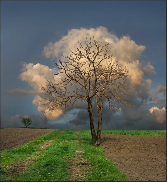 Tree cloud or Cloud tree